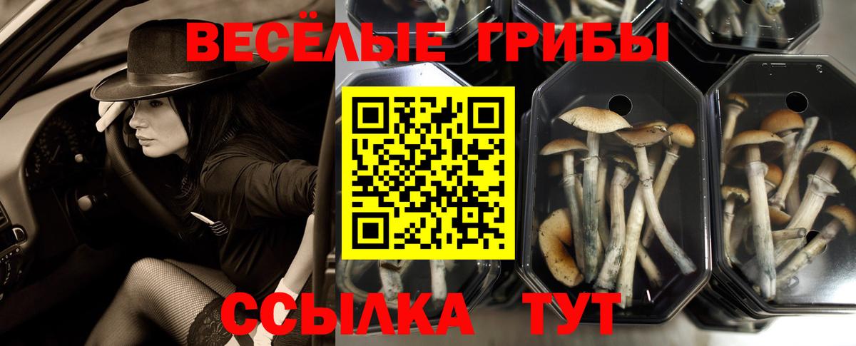 Мыски  Псилоцибиновые грибы Psilocybine cubensis  Вход с VPN 